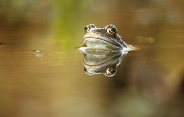 <p>Common frog (Rana temporaria)</p>